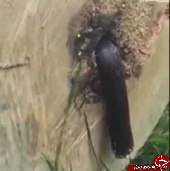 مار نصف شده