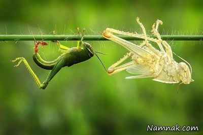 عکس های جالب از پوست اندازی ملخ