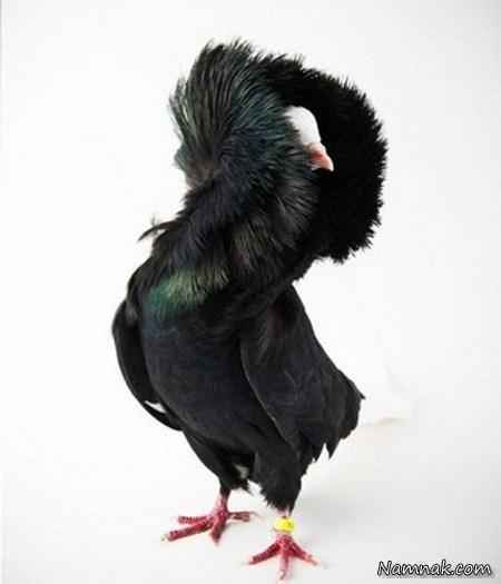 کبوتر سبز و مشکی