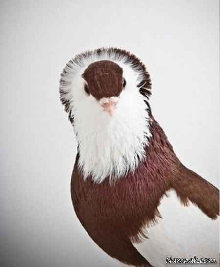 کبوتر سفید و قهوه ای