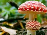 قارچ سمی