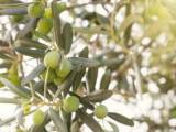 خواص برگ زیتون