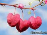 اس ام اس و عکس عاشقانه جدید