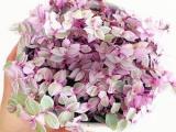 گیاه کالیسیا