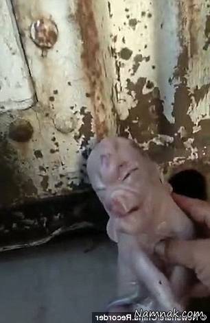 خوکی که شبیه انسان است