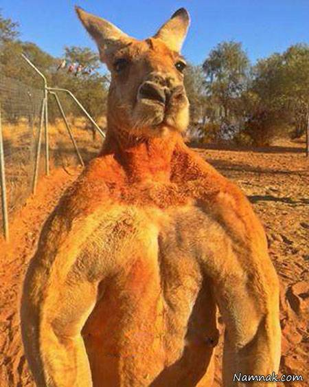 سوژه های بامزه و خنده دار 