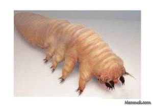 بدن انسان میزبان موجوداتی که با دیدن آن شوکه میشوید !