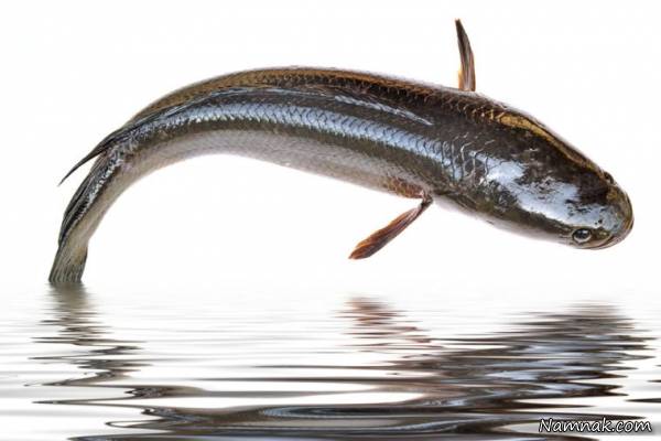 ماهی شکارچی