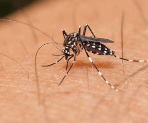 گزیدگی حشرات