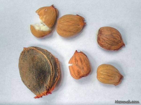 هسته زردآلو