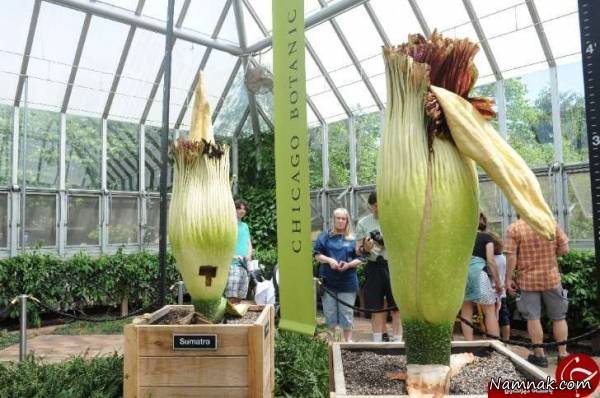 دو گل غول پیکر و کمیاب گل غول پیکر