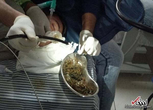 خوردن چوب