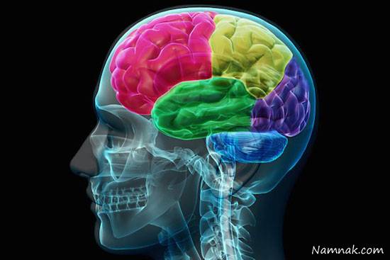 شگفتی های مغز انسان مغز