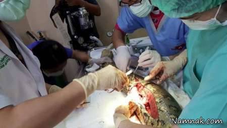 تومور در قلب مار آناکوندا تومور قلبی