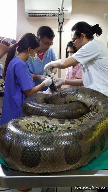 عمل جراحی برداشت تومور از قلب مار تومور قلبی