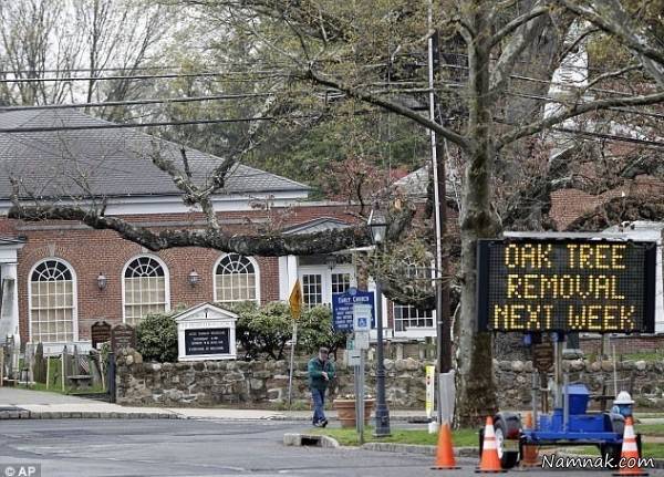 قدیمی ترین درخت آمریکا درخت قدیمی