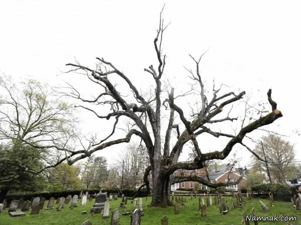 درخت 600 ساله درخت قدیمی