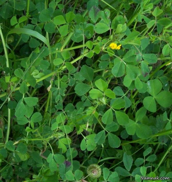  پرورش یونجه 