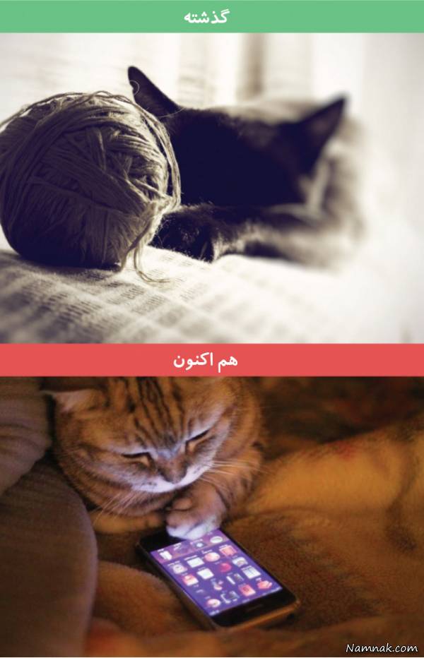 بازی گربه ها