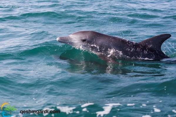 گردشگری قشم