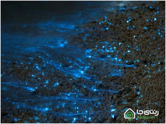 ساحل نقره ای