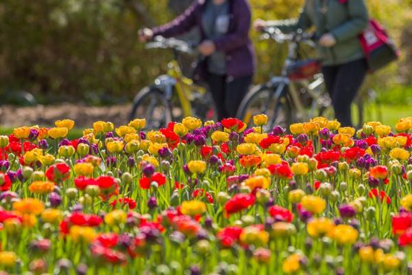 بلیط تورنتو