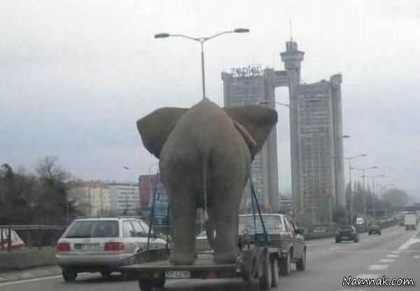 عکسهای خنده دار و بامزه