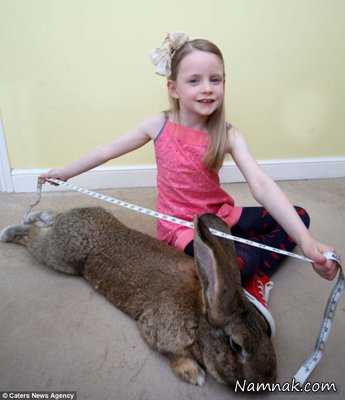 بزرگترین خرگوش دنیا بزرگترین خرگوش دنیا