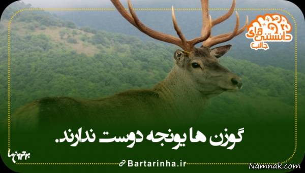 دانستنیها درباره گوزن دانستنیها درباره گوزن