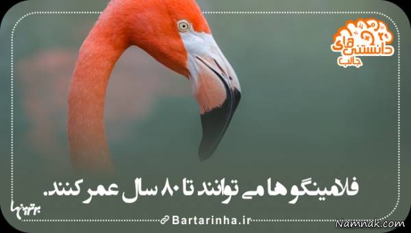 دانستنیها درباره فلامینگو دانستنیها درباره فلامینگو