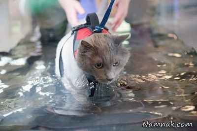 گربه ای که مرد