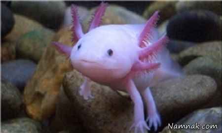 ماهی اکسولوتل در دریا