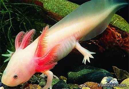 ماهی اکسولوتل