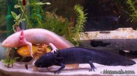 ماهی اکسولوتل با دست و پا