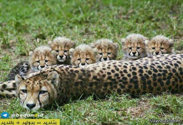 عکسهای خنده دار