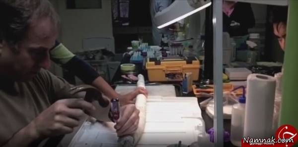 کرم غول پیکر