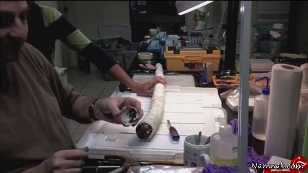 کرم غول پیکر