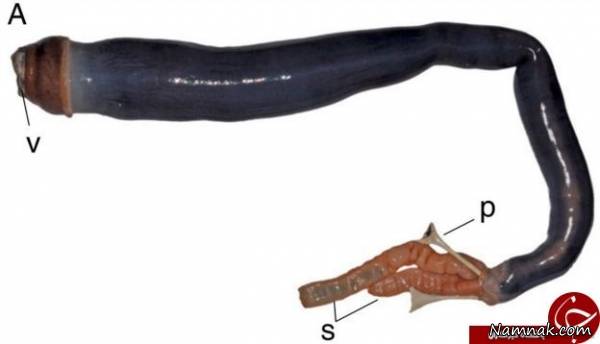 کرم غول پیکر