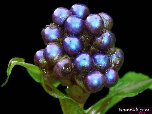 میوه