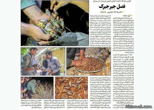 خرید و فروش جیرجیرک