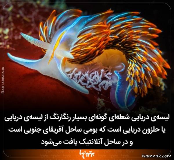 دانستنی های جالب و جدید دانستنی های جالب و جدید