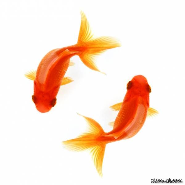 انسان و حیوانات