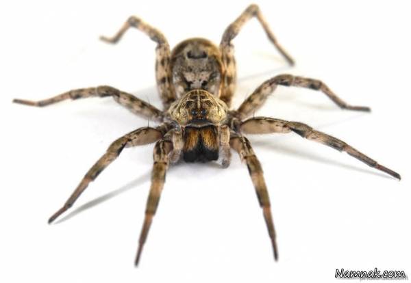 انسان و حیوانات