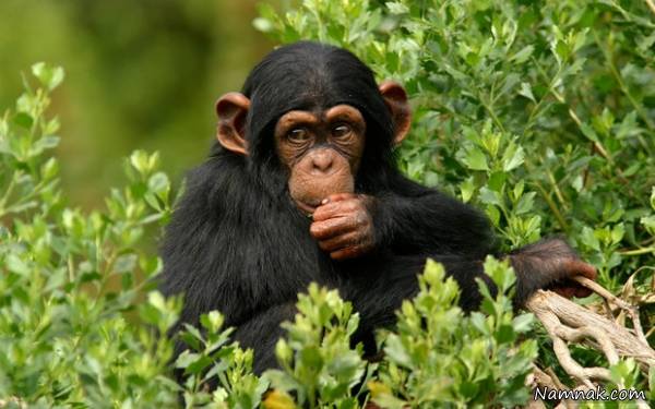 انسان و حیوانات