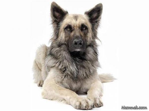 انسان و حیوانات