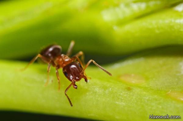 انسان و حیوانات