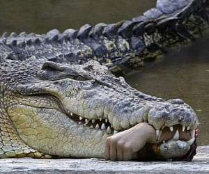 کیف شانه ای سوسماری