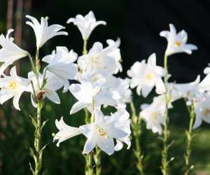 گیاه آپارتمانی سمی