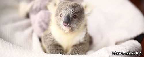 نوزاد کوآلا