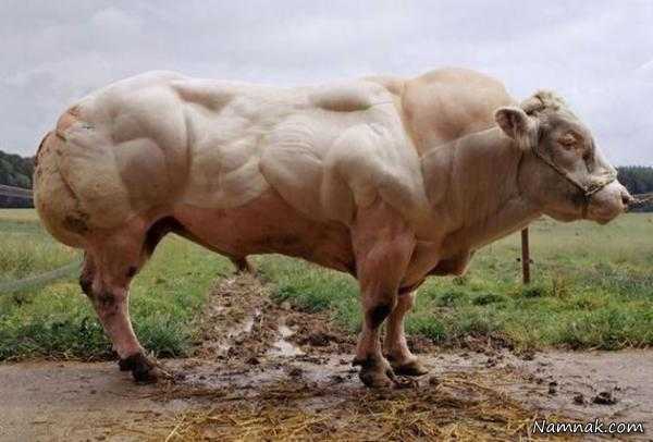 گاو بدن ساز